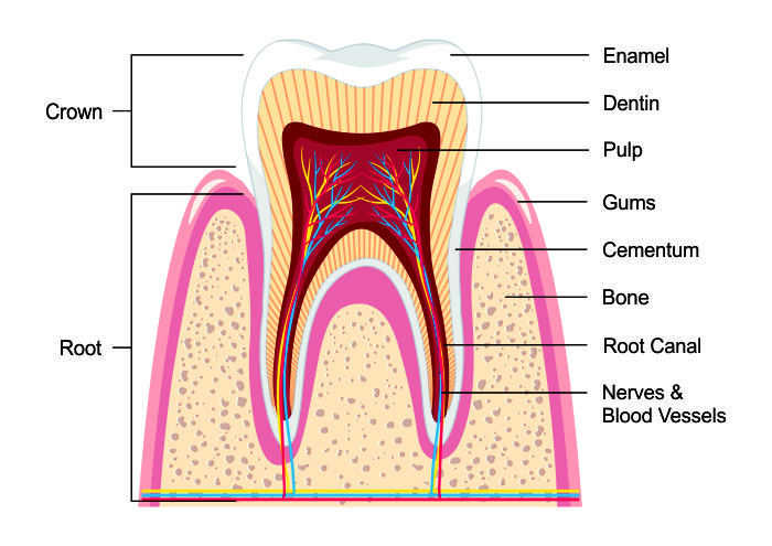 Root Canal Treatment Structure Of A Tooth